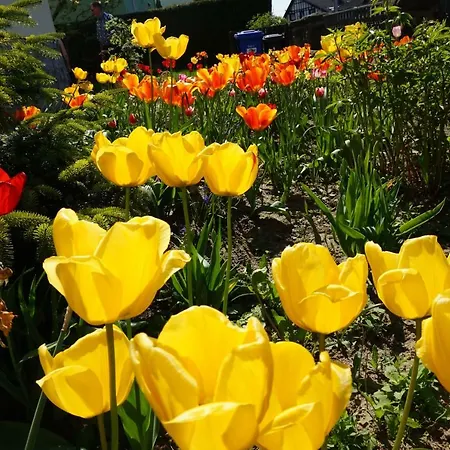 Citynahe Festung Ehrenbreitstein 65m² Mit Grossem Garten *
