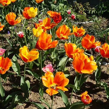 Citynahe Festung Ehrenbreitstein 65m² Mit Großem Garten Apartment *