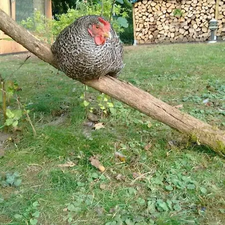 Citynahe Festung Ehrenbreitstein 65m² Mit Großem Garten * Koblenz (Rhineland-Palatinate)