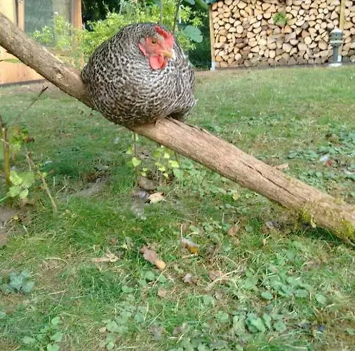 Citynahe Festung Ehrenbreitstein 65m² Mit Grossem Garten * Koblenc
